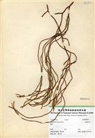 藏品(銳葉石松)的圖片